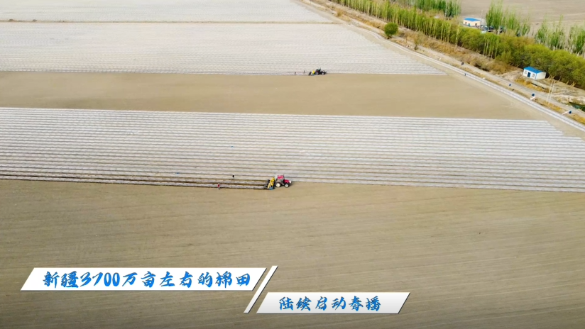 新疆棉原来是这样种的！3700万亩棉田开播，太壮观