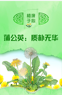 植廉于心丨蒲公英：质朴无华